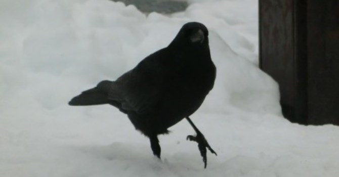 Crow, why do you caw? Mind your own business, says the crow